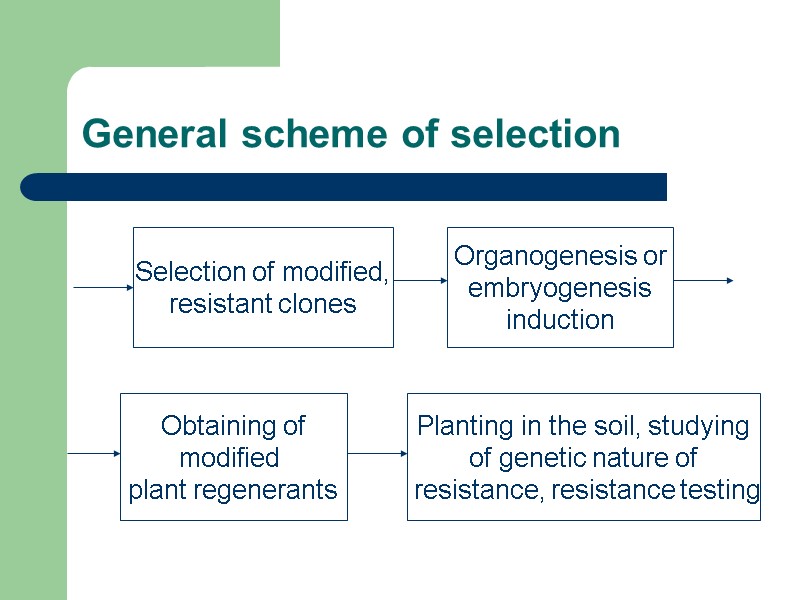 Selection of modified, resistant clones Organogenesis or embryogenesis induction Obtaining of modified  plant
